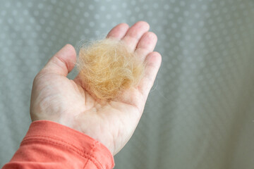 The hand of a man in a red shirt holds a hairball from his pet. It is a light brown dog that has...
