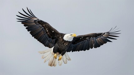 Fototapeta premium the bald eagle flying in the sky proudly, american bald eagle