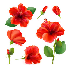 Realistic hibiscus. 3d hibiscuses chinese red blossom flower with fragrance petal, beauty exotic plant from malaysia india, hawaiian pool party decoration exact vector illustration
