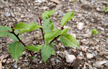 Small laurel shrub with young, green leaves on stony ground - 755118597