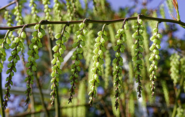 (Stachyurus praecox) Early stachyurus. Original shrub characterized by arched purplish-red shoots...