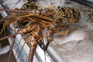 Fresh lobsters, buy here and have them prepared in the restaurant on the seashore. Fortaleza - Ceara, Brazil