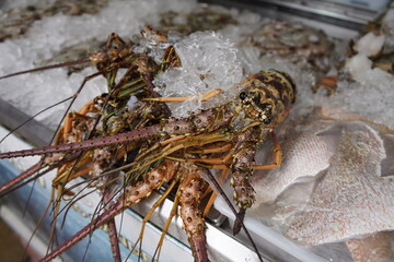 Fresh lobsters, buy here and have them prepared in the restaurant on the seashore. Fortaleza - Ceara, Brazil