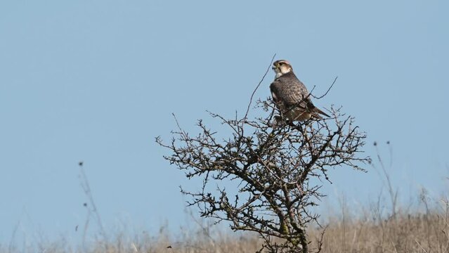 The Saker Falcon Falco cherrug in the wild.