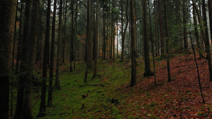 Dreamy morning autumn season mossy forest landscape. - 755120395