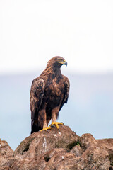 A majestic golden eagle in Spain.