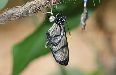 Riesenglasflügel - Giant glasswing
