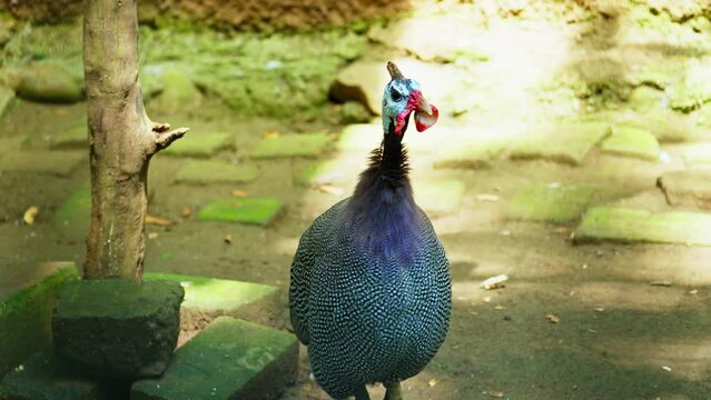 female peacock 10bit 4k 60fps