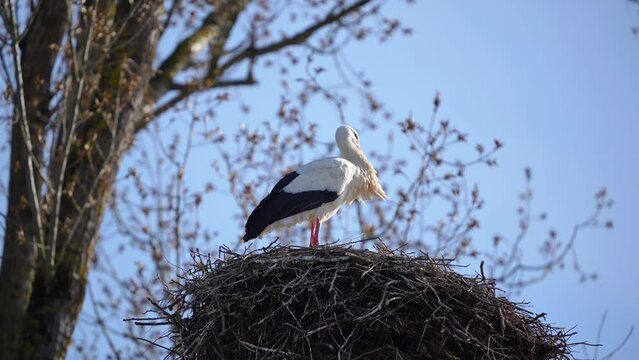 Storch steht im windigen Nest
