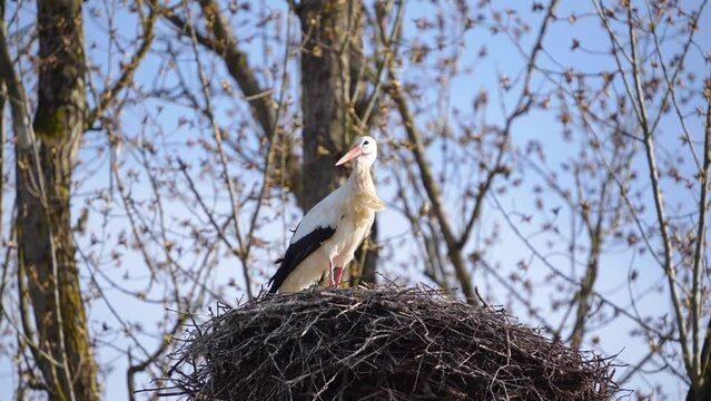 Storch im Nest mit fliegenden Federn im Wind