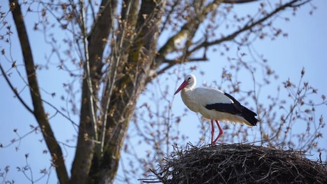 Storch im Nest