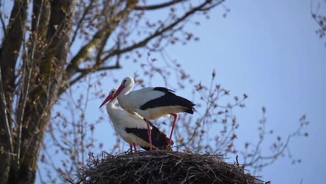 Storchenpaar im Nest