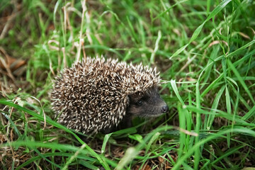 Little spiny hedgehog on a green grass