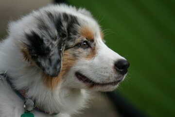 Australian Shepherd Puppy