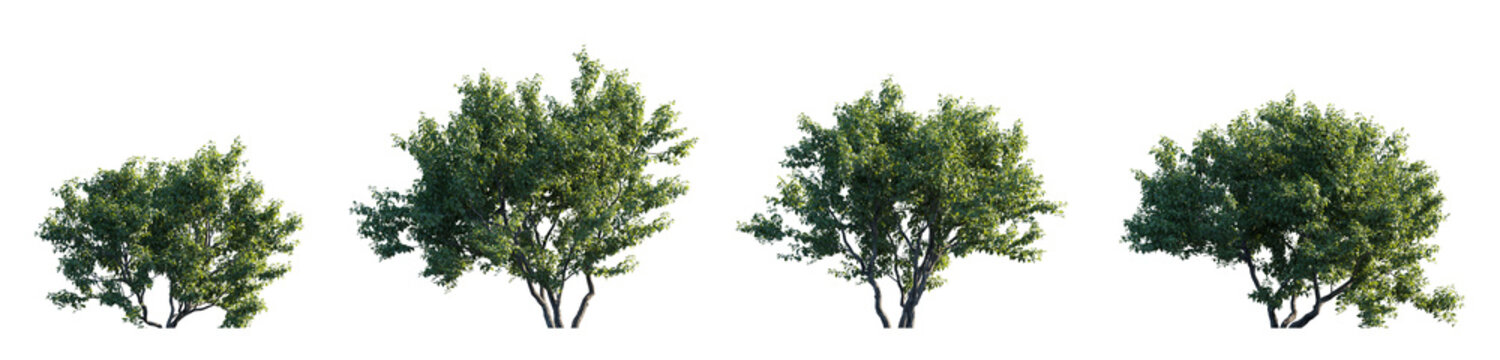 Cephalanthus occidentalis bush frontal set (buttonbush, common buttonbush, button-willow, buck brush, and honey-bells) isolated png on a transparent background premium cutout flowering shrub