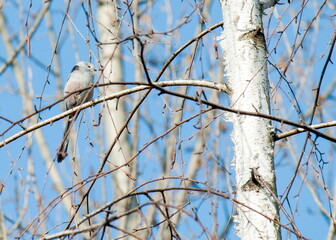 bird on a tree