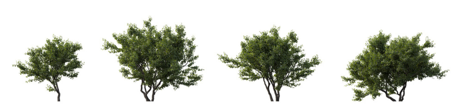 Cephalanthus occidentalis bush frontal set (buttonbush, common buttonbush, button-willow, buck brush, and honey-bells) isolated png on a transparent background premium cutout flowering shrub cloudy