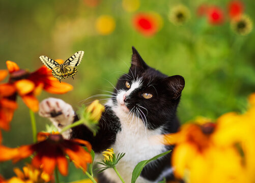 portrait of a cute beautiful cat catching a swallowtail butterfly among flowers in a summer sunny garden