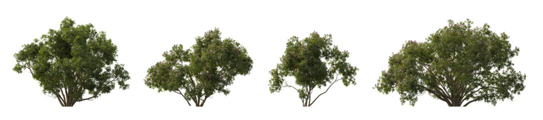 Daphne odora bush frontal set (Dwarf Bay, Fragrant Daphne, Paradise Plant, Spurge Flax, Spurge...
