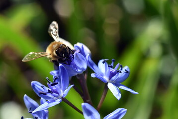 Beine an einem Zweiblättrigen Blaustern