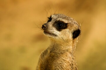 Fototapeta premium suricate