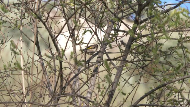 P&aacute;jaro Color&iacute;n, se limpia el pico lento entre ramas