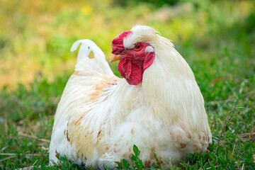 Portrait of beautiful white rooster with a red crest on head is walking through farm outside in a sunny day. Concept of eco product. Close-up. 