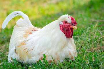 Portrait of beautiful white rooster with a red crest on head is walking through farm outside in a sunny day. Concept of eco product. Close-up. 