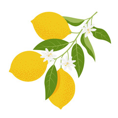 Lemon branch. Vector illustration in flat style