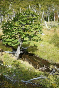 Nothofagus pumilio tree and a river