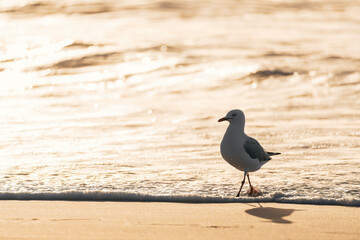 Seagull walking alone through the beach water during sunset