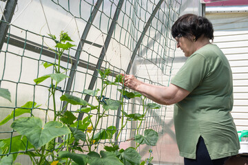 Elderly femal gardener tends to young shoots of cucumbers in polycarbonate greenhouse,Spring...
