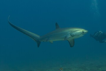 Fototapeta na wymiar Thresher Shark swimming in the Sea of the Philippines 