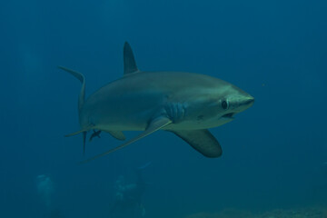 Obraz na płótnie Canvas Thresher Shark swimming in the Sea of the Philippines 