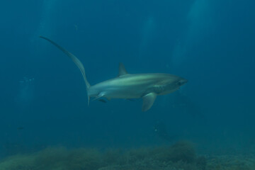 Thresher Shark swimming in the Sea of the Philippines
