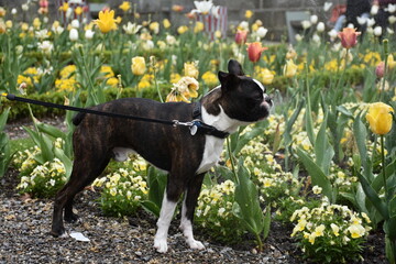 Dog on the meadow