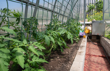 young and healthy tomato seedlings in a polycarbonate greenhouse to obtain a large harvest, spring seasonal work