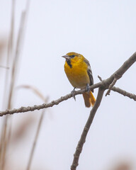 Bullock's Oriole