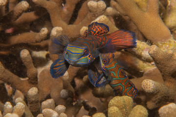 Mandarin fish swim in the Sea of the Philippines
