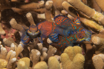 Mandarin fish swim in the Sea of the Philippines
