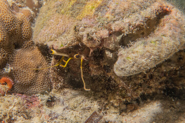 Fish swim in the Sea of the Philippines
