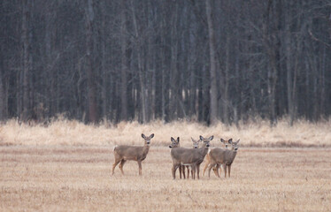 Naklejka na ściany i meble Five deer standing in a field in front of a forest.