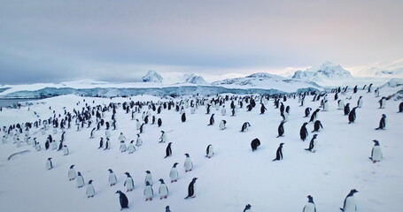 Gentoo penguin colony in South Pole, Antarctica Peninsula. Big group wild animals resting on snowy...