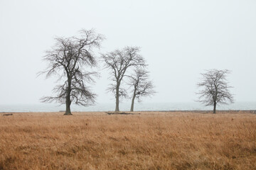 Winter landscape of trees in a field beside a lake