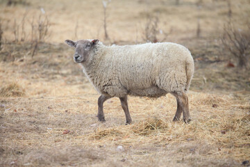 Single sheep in a field