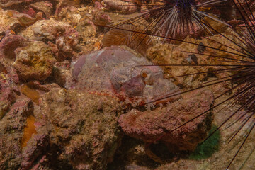 Fish swim in the Sea of the Philippines
