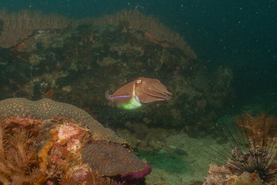 Broadclub cuttlefish Squid in the Sea of the Philippines
