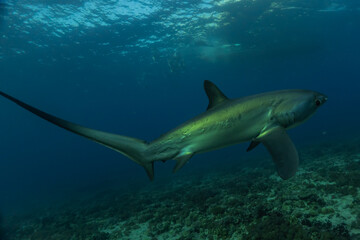 Thresher Shark swimming in the Sea of the Philippines

