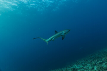 Naklejka na ściany i meble Thresher Shark swimming in the Sea of the Philippines 