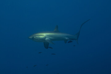 Thresher Shark swimming in the Sea of the Philippines
